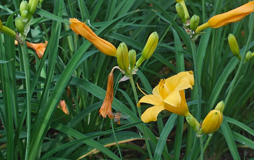 如果勞務(wù)派遣被取消，你支持嗎？