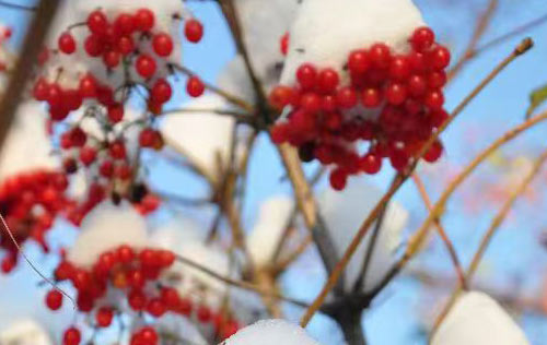 沈陽人事代理的優(yōu)勢(shì)有哪些